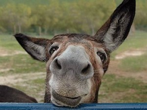 Create meme: ass Karabakh, donkey, donkey smiles