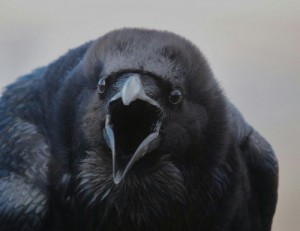 Create meme: black Raven, a flock of crows, Surprised Raven