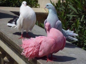 Создать мем: голуби голуби, розовый голубь маврикий, реюньонский розовый голубь