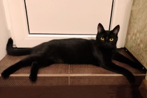 Create meme: black cat, seals black, cat
