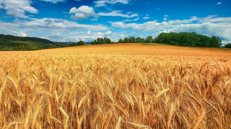 Создать мем: озимая пшеница, поле из пшеницы, поле пшеницы панорама