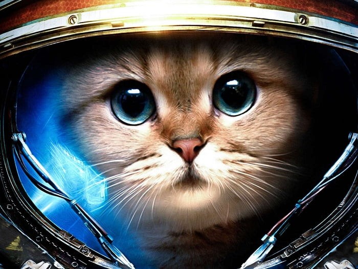 Создать мем: милый кот космонавт, кот, кот в скафандре