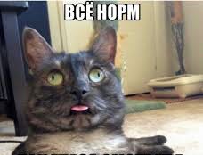Создать мем: упоротый кот, русские коты мемы, оба мем кот