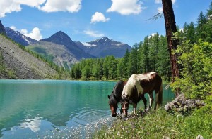 Create meme: mountain lake kucherlinskoe Altai Republic, Altay shavlinskoe lake animals, shavlinskoe lake horse