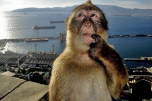 Создать мем: веселая обезьяна, обезьяна умная и красивая, обезьяна задумалась