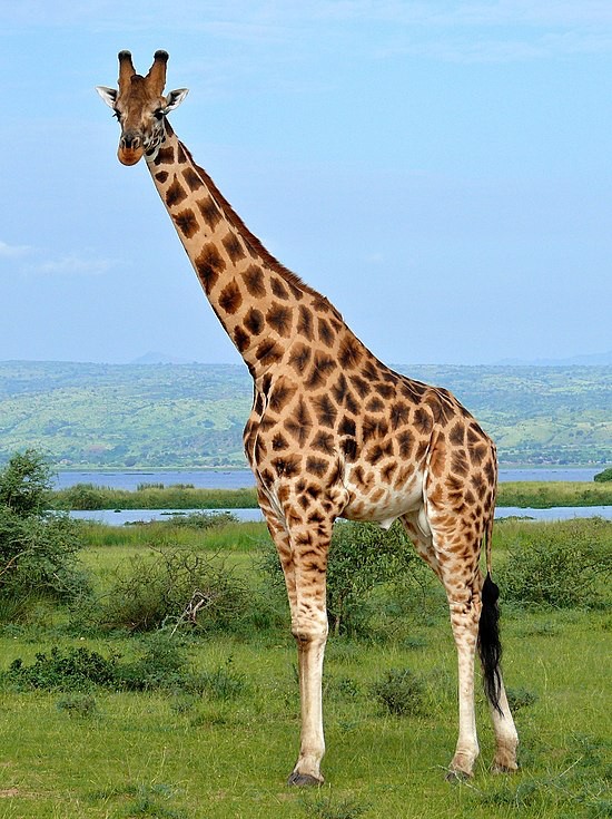 Создать мем: жираф, giraffe, африка жираф