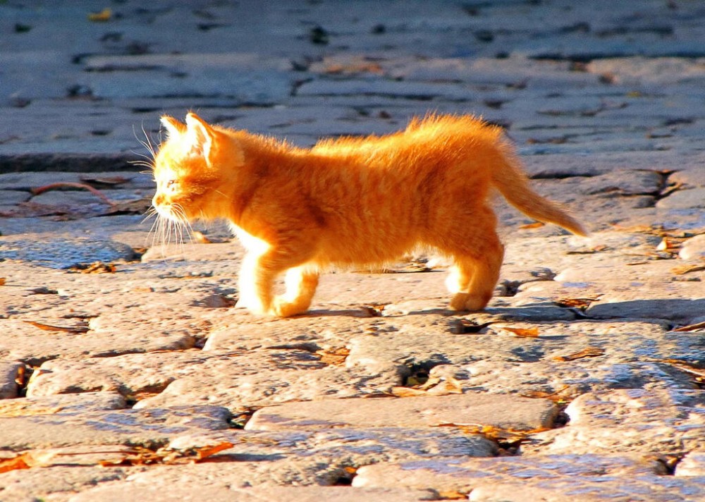 Рыжий стихи лучшие. Кот на солнышке. Котёнок и солнышко. Рыжий кот на солнце. Котик на солнце.