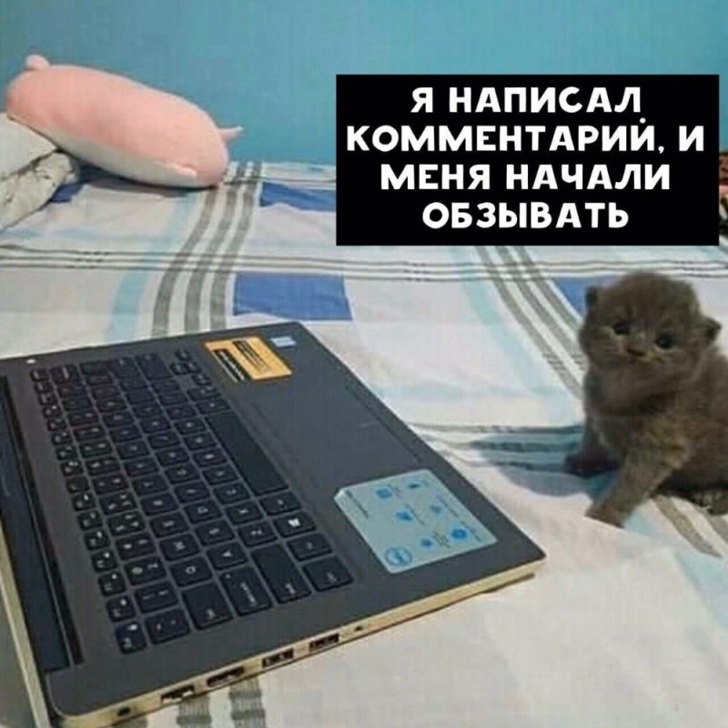 Создать мем: животные милые, оставь комментарий, кот программист мем