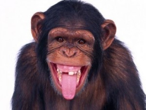 Create meme: monkey, monkeys, the monkey is smiling