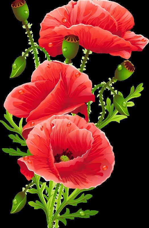 Create meme: flowers , flowers flowers, poppy flower