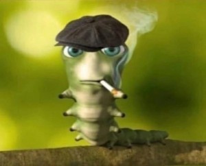 Create meme: the smoking caterpillar, funny caterpillar, caterpillar meme