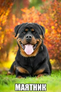 Create meme: dog Rottweiler, Rottweiler