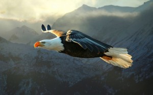 Создать мем: белоголовый орлан, фото птицы орел в горе, обои на рабочий стол орел в полете