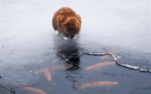 Create meme: weather, cat fish, cat fish