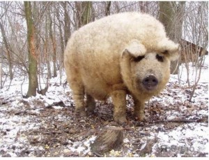 Create meme: Hungarian mangalica