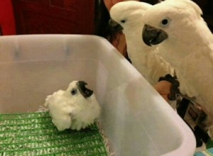 Create meme: cockatoo Alba video funny, parrot freaked out, parrot