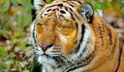 Создать мем: тигр, плачущий тигр, амурский тигр морда