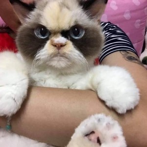 Создать мем: самый недовольный кот, grumpy cat, новая grumpy cat