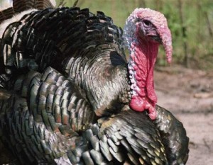 Create meme: feed for turkeys, turkey, Turkey