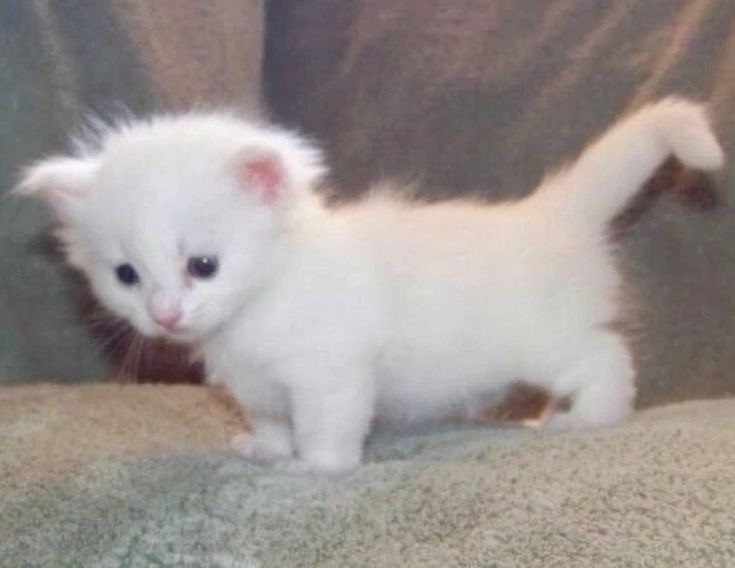 Create meme: breed munchkin cat, a little white kitten, Munchkin cat is white