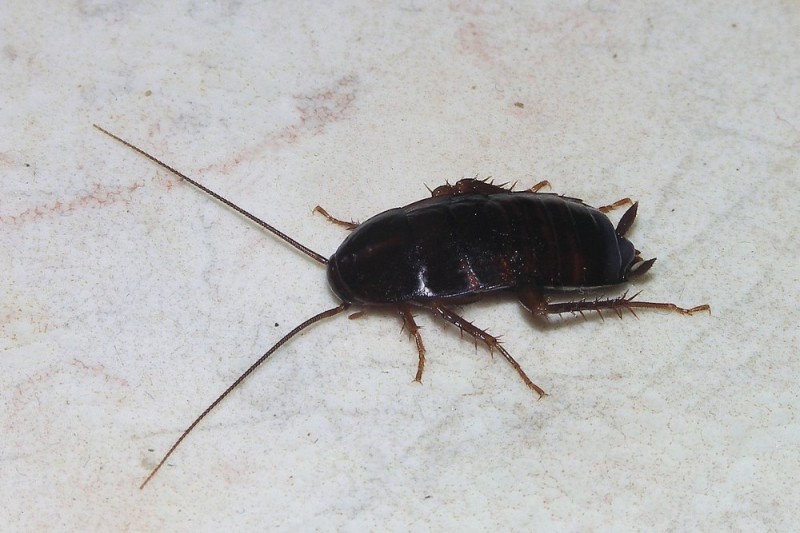 Create meme: cockroach , cockroach black, a large cockroach