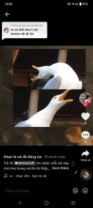 Создать мем: мемы, орущая чайка, screaming bird meme