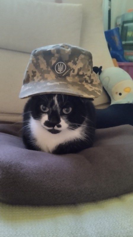 Создать мем: commie cat, кошка, кот в армии