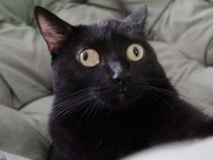 Создать мем: сигнал потерян кот, кот с глазами в разные стороны, косоглазый черный кот