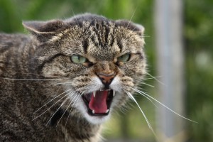 Создать мем: опасные животные, петербургская кошка, уродливый кот