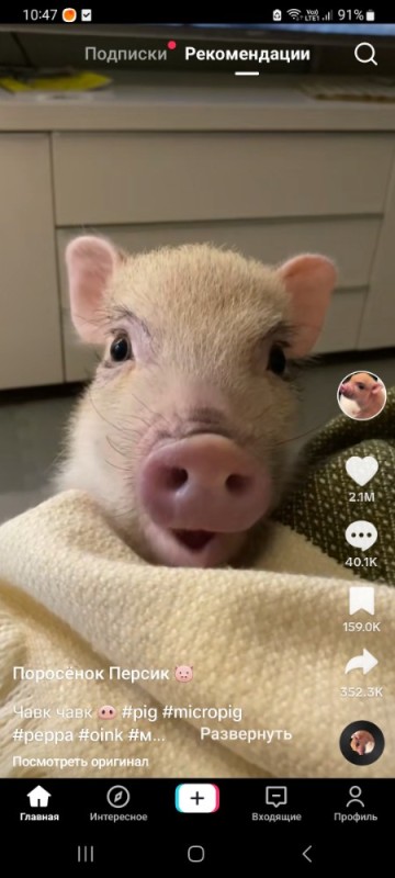 Создать мем: милая свинка, свинья ест, пиги свинки