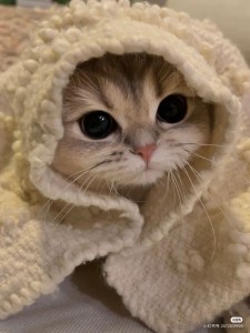 Create meme: cute cat in a hat, the most cute cats, nyashnye seals 