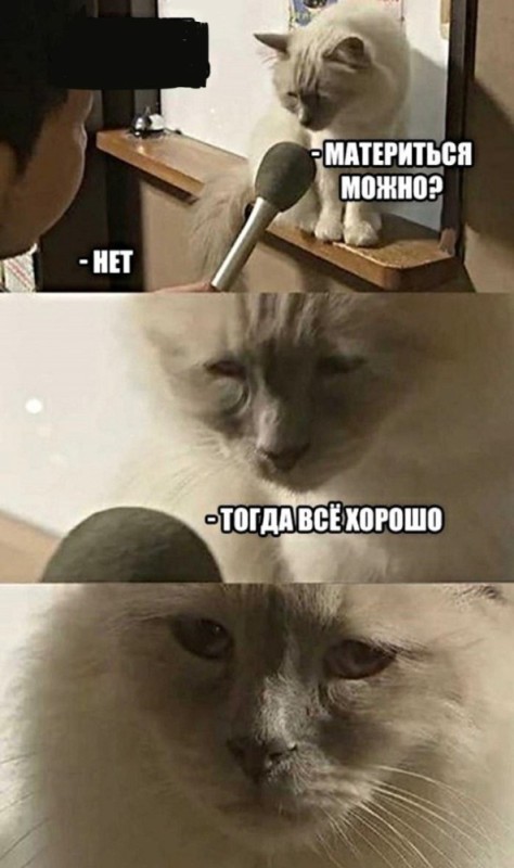 Создать мем: кот грустный, грустный котик мем, грустный кот мем