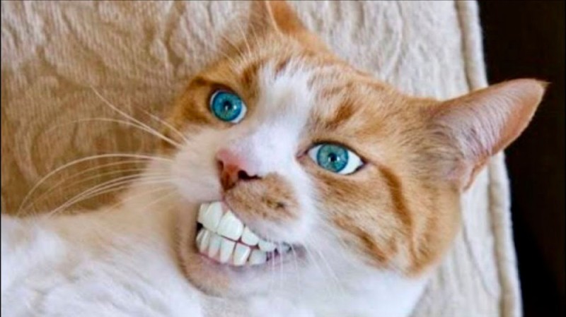 Создать мем: кошка зубы, кот с открытым ртом, кот