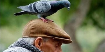 Create meme: wild pigeon , brown blue pigeon, dove 