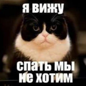 Create meme: poyduka I to sleep, memes, funny cat