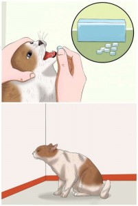 Создать мем: cat swallow pill gif, memes funny, 9 gag