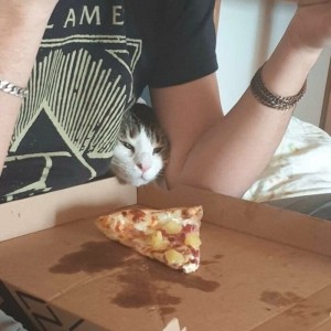 Создать мем: пицца кот, котик, фотография кот ест пиццу