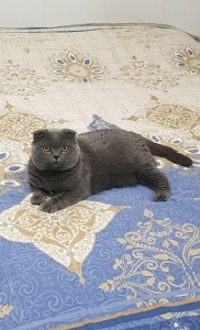 Создать мем: шотландская вислоухая кошка голубая, скоттиш фолд, шотландский вислоухий кот