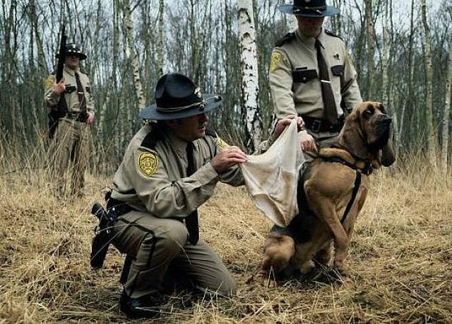 Create meme: police dog, jokes with a canine dog, A dog on the border
