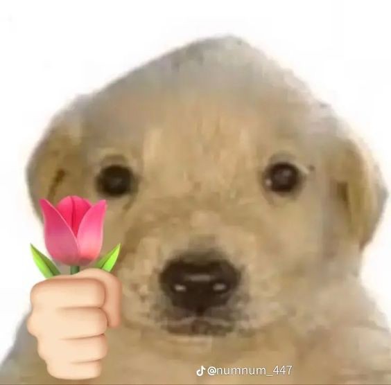 Create meme: jotchua dog, dog birthday meme, golden retriever 