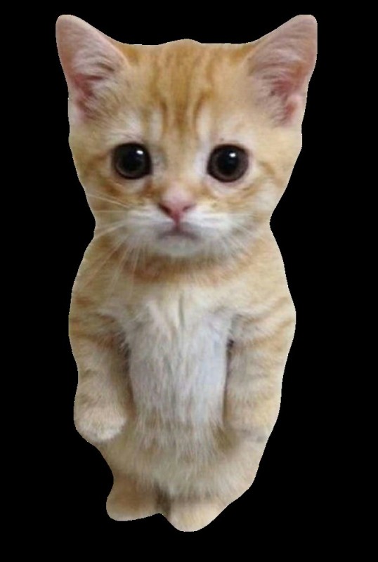 Create meme: Kitten I'm sorry, the cat asks, cute kittens