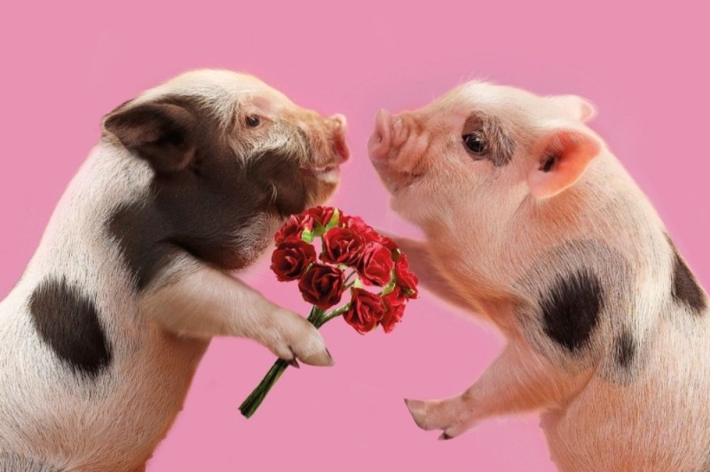 Создать мем: свинки обнимаются, мини пиги, животные свинья