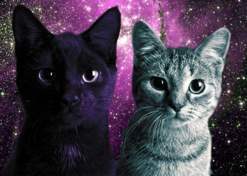Создать мем: котик, кошачий арт, коты