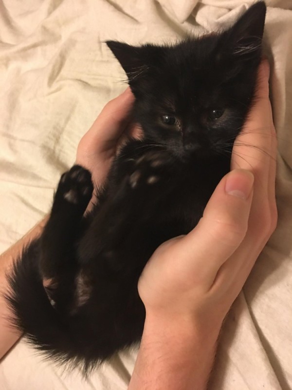 Create meme: the kitten is black, black cat , cute black cat