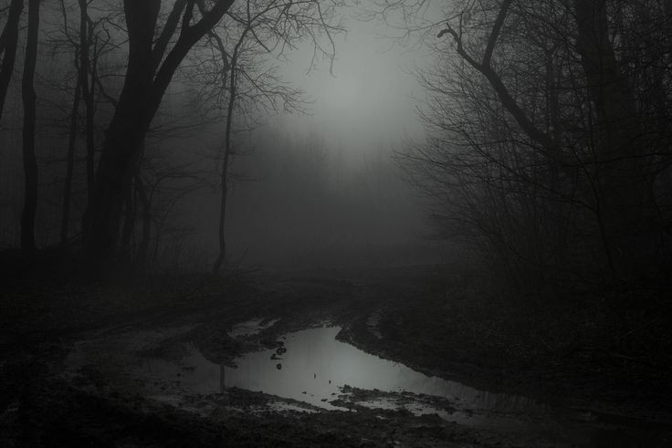 Create meme: forest fog, gloomy morning, forest misty