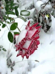 Создать мем: зимние цветы, замерзшая роза на снегу, зимние цветы мерцающие