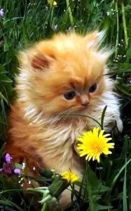 Create meme: fluffy kitten, cat and dandelion