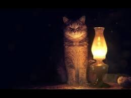 Create meme: cat, lamp, tube cat