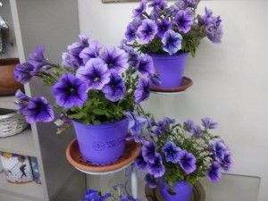 Create meme: Petunia bouquet, Petunia basket Ramblin sugar plum, Petunia ray purple vein photos