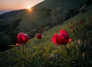 Create meme: a field of peonies, flowers peonies, flowers on the mountain